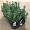 PINUS 10 CM  SILVERCREST 1X15